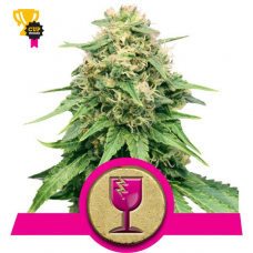 Critical - Royal Queen Seeds